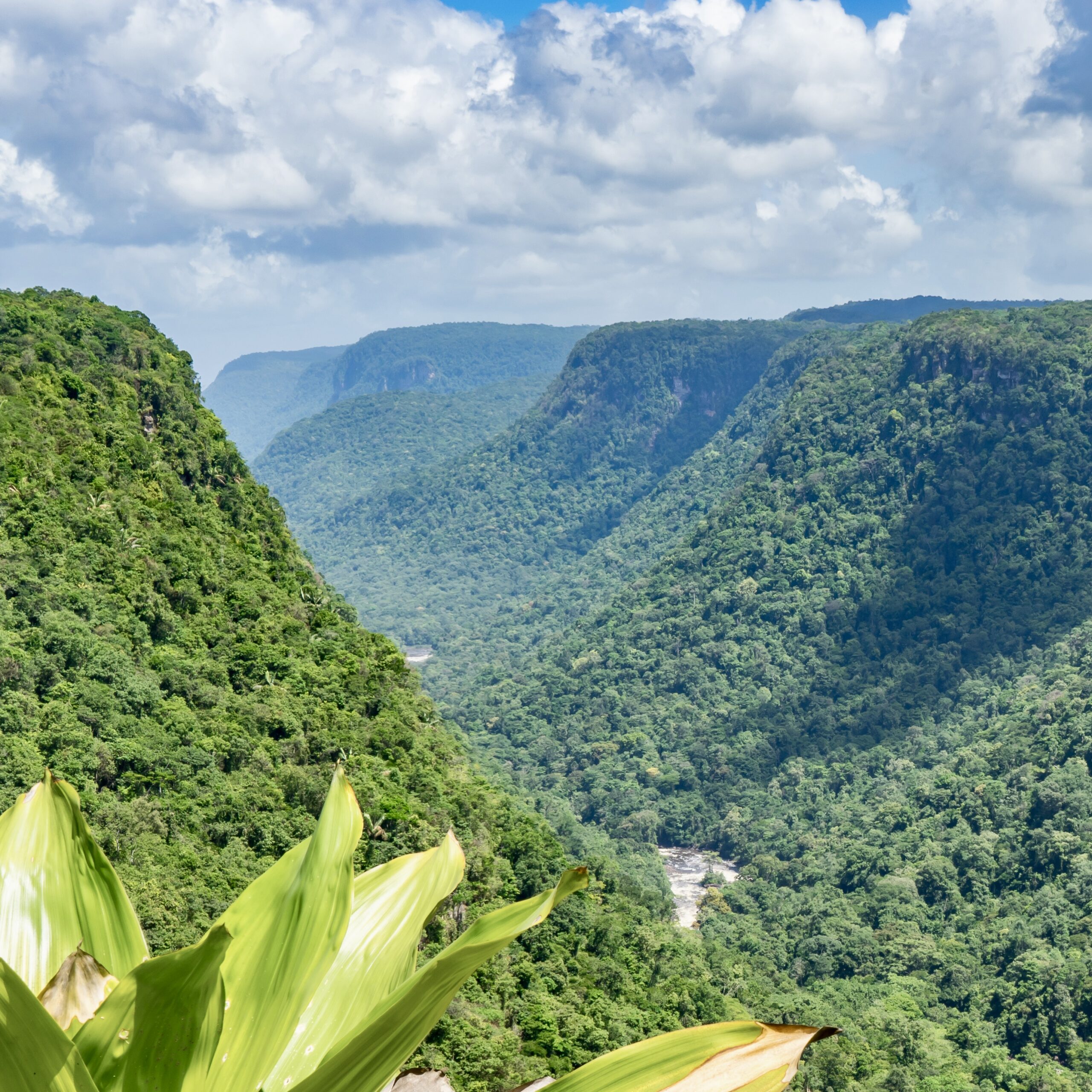 Kaieteur Falls - Views around Guyana's Interior and rainforest