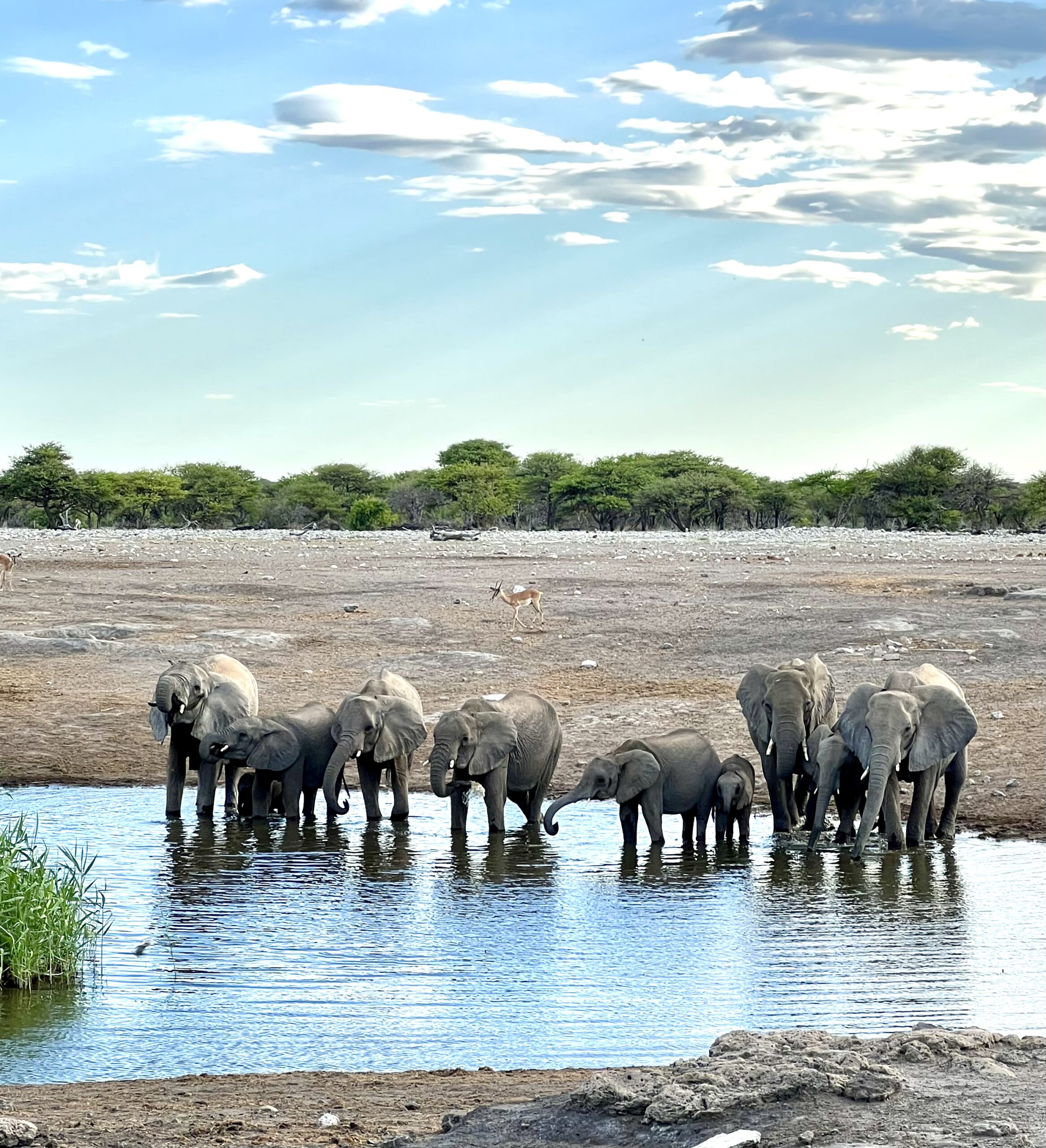 Days 11–13 – Etosha National Park
