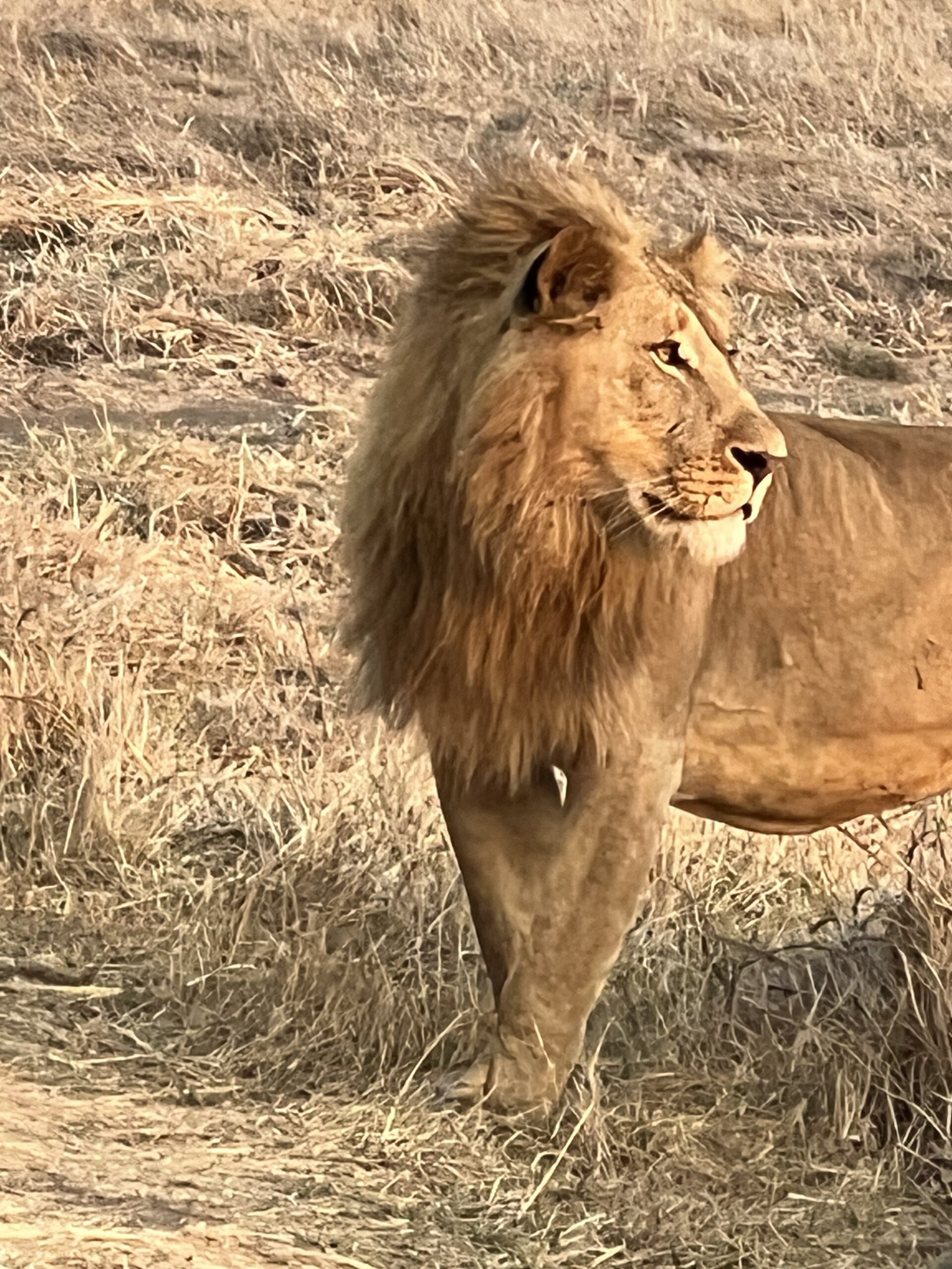 Day 2 – Etosha – Safari