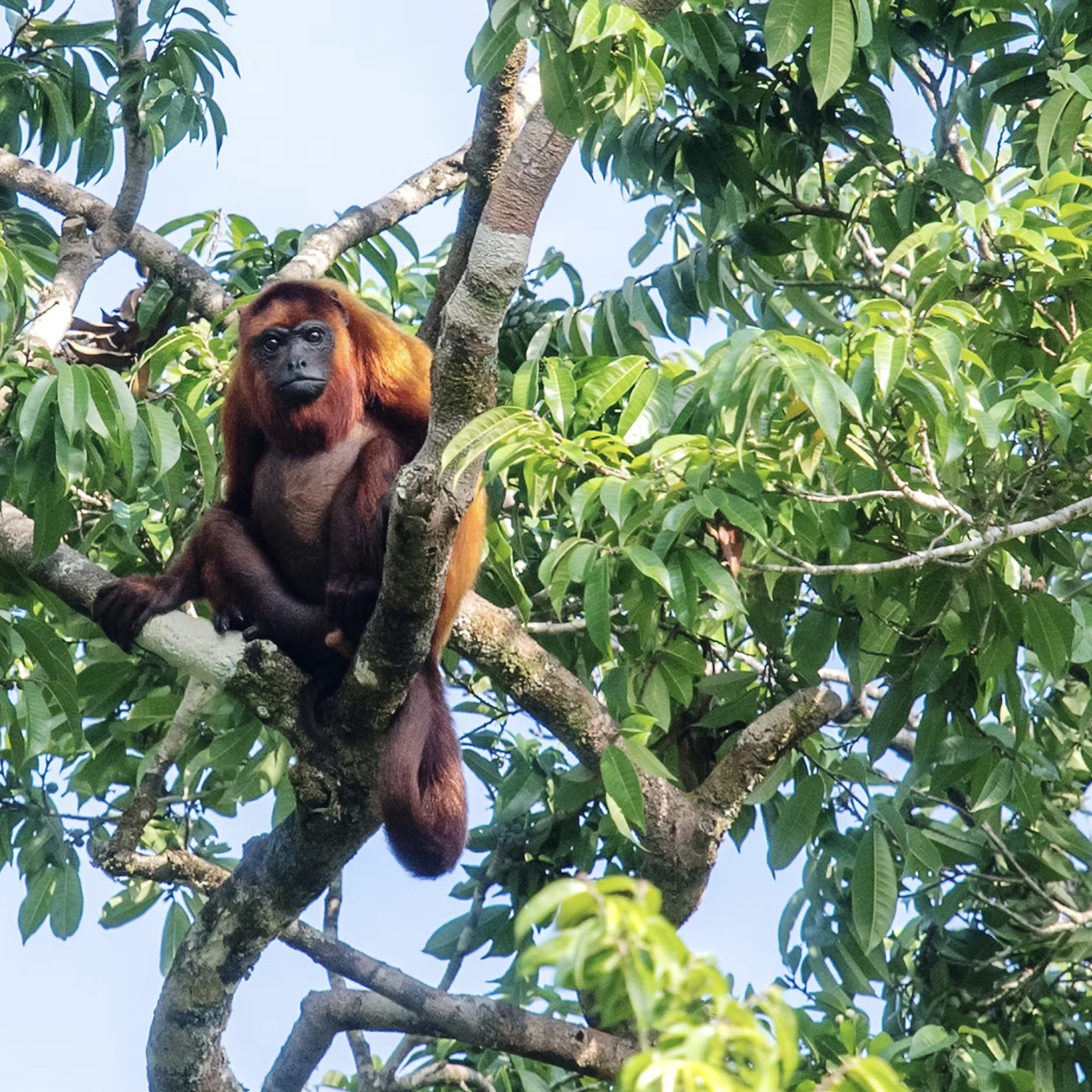 Tag 5 – Iwokrama-Regenwald