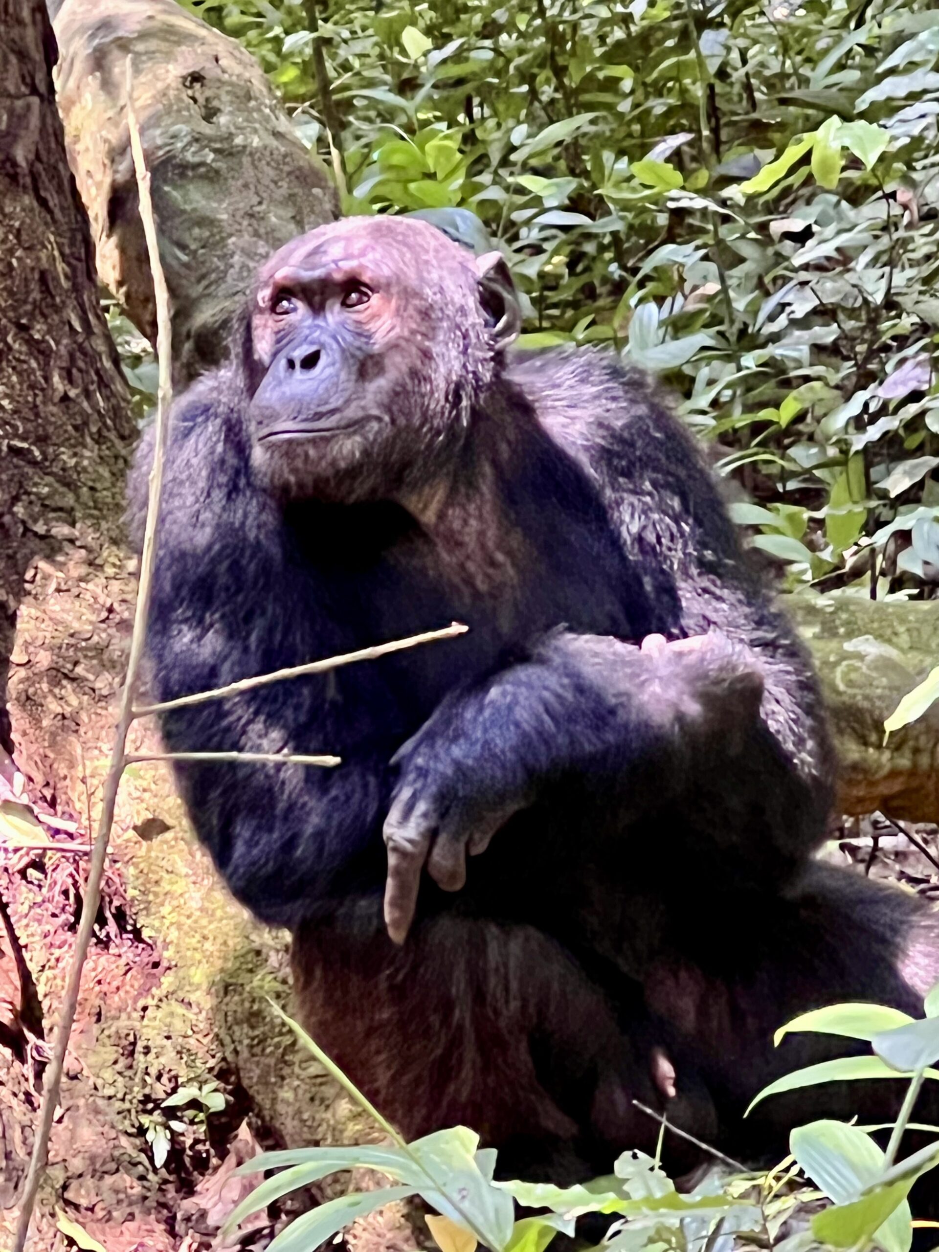 Tag 4 – Schimpansen-Trekking Kibale