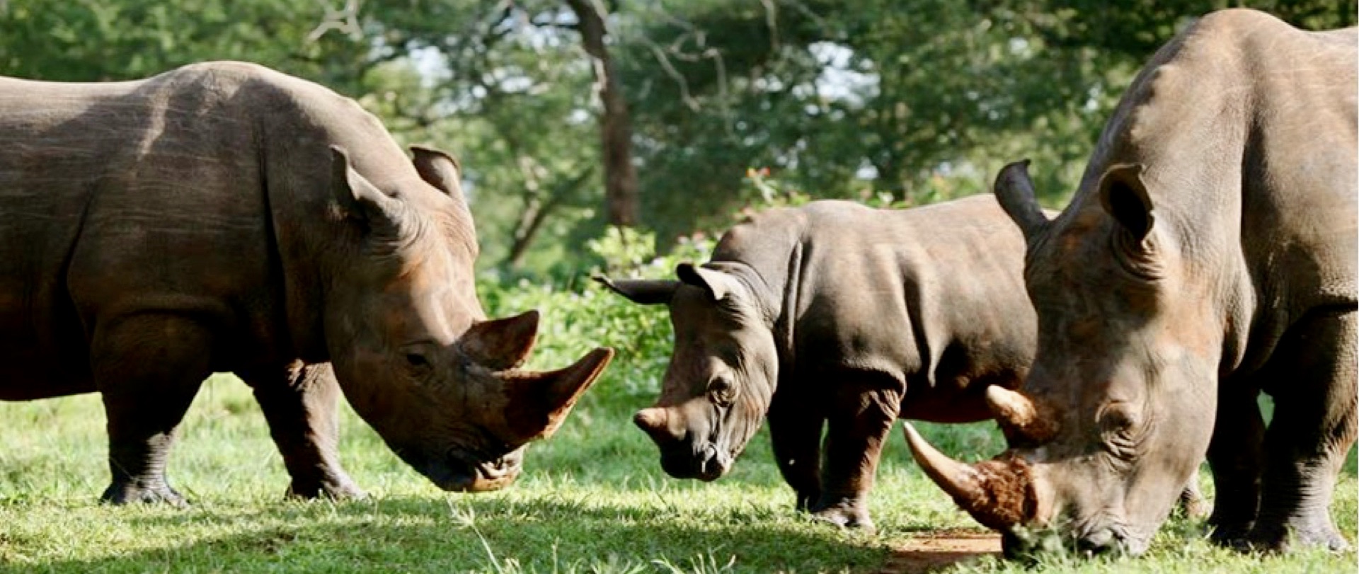 Tag 1 – Nashörner, Ziwa Rhino Sanctuary