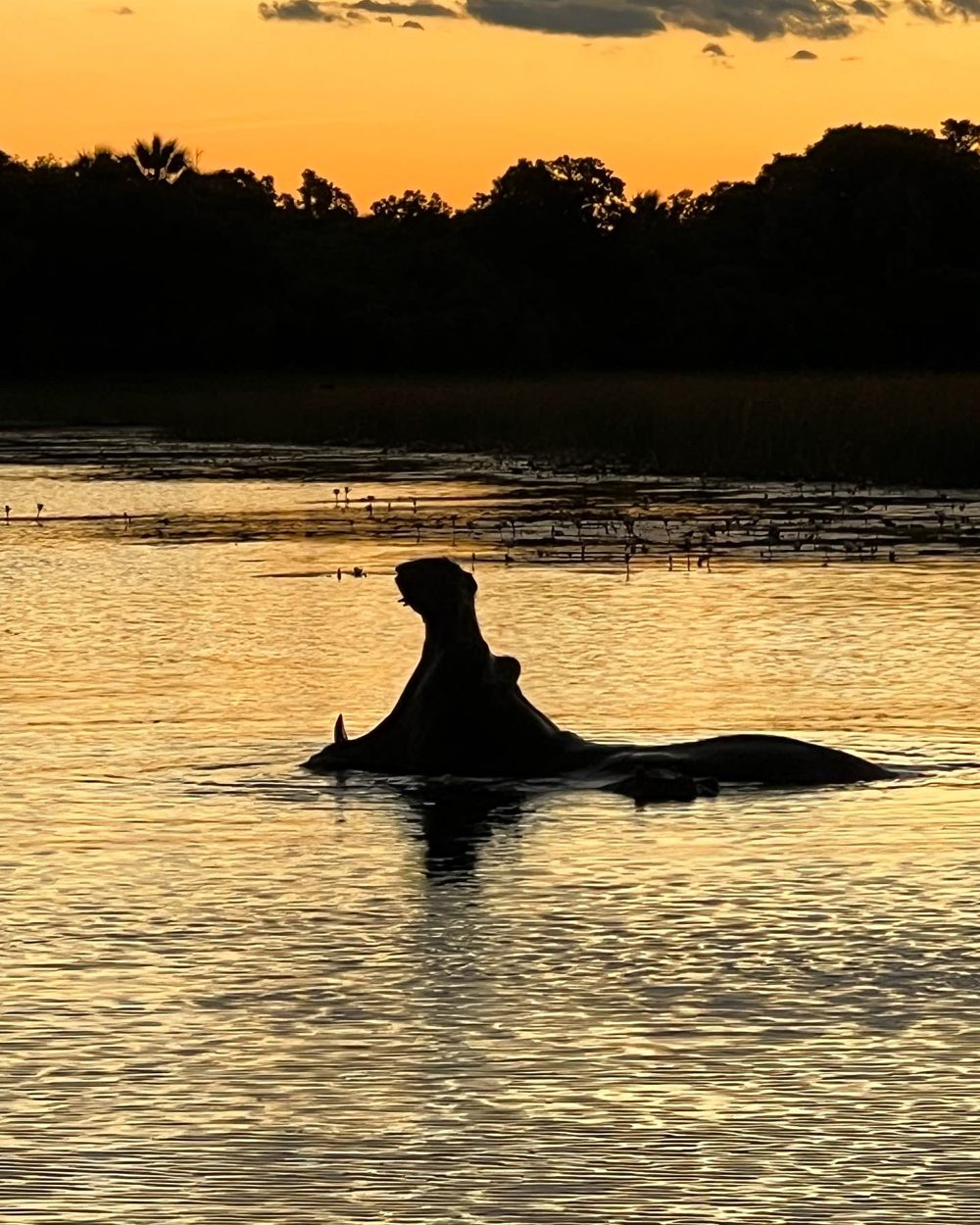 Tag 8–10 – Okavango-Delta: Kiri Camp, Nilpferd im Delta