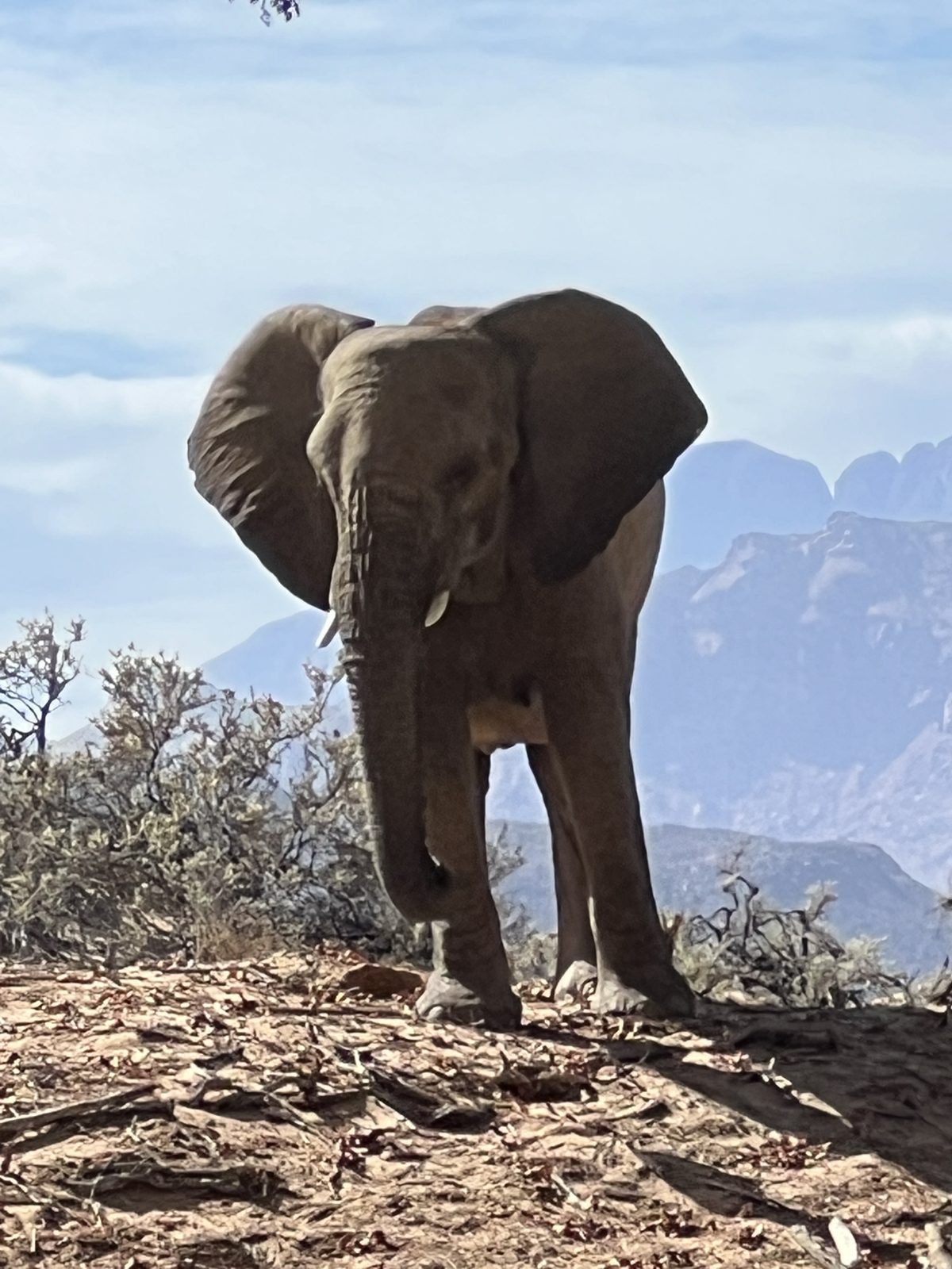 Day 4 – Damaraland – Desert Elephants