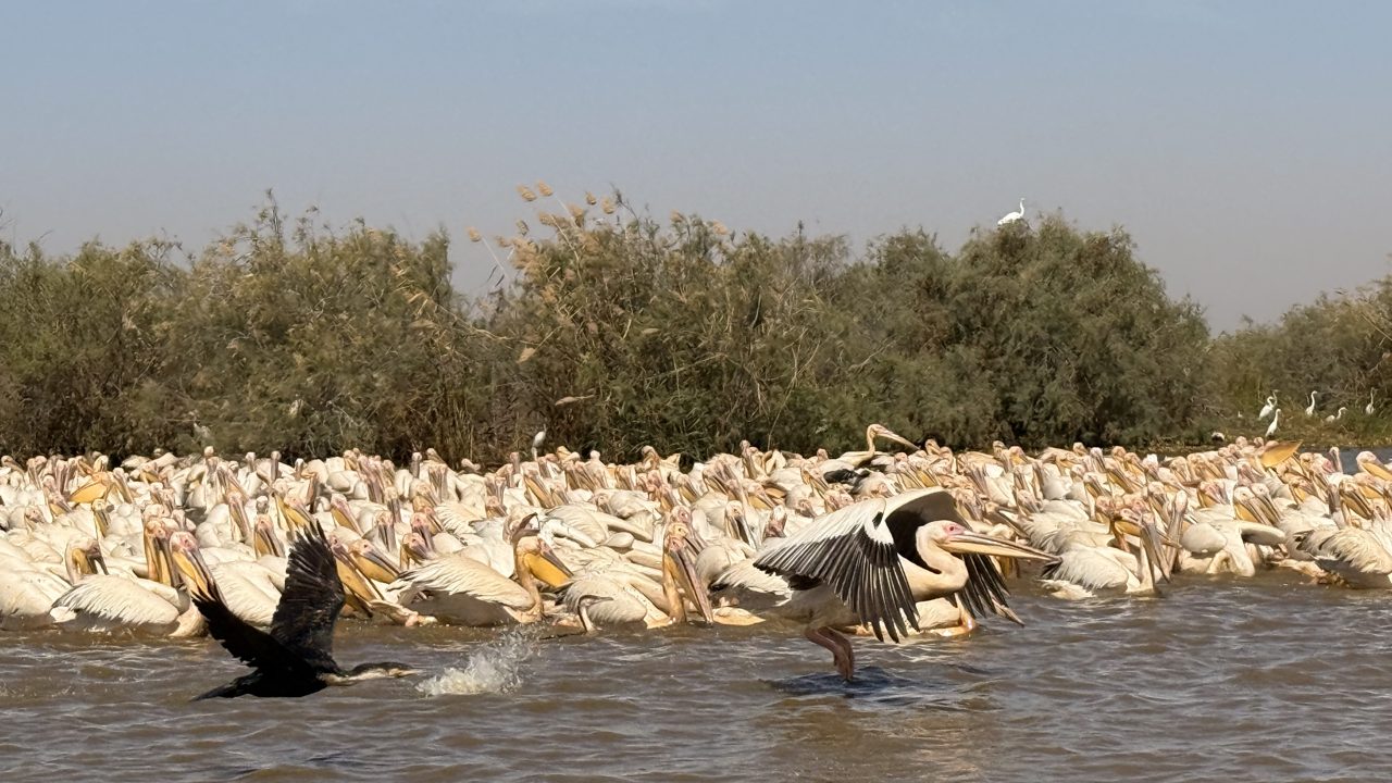Senegal