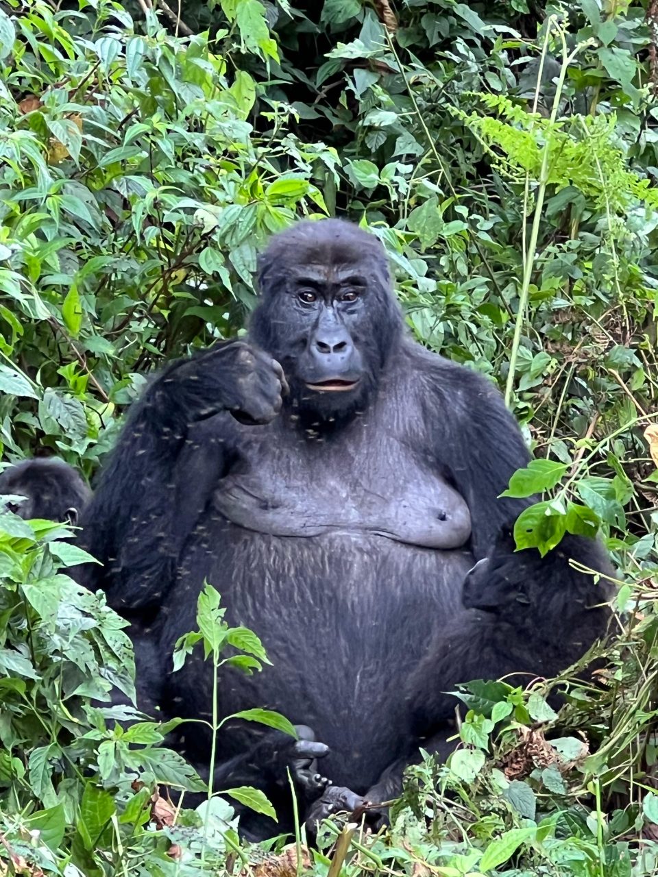 DR Kongo